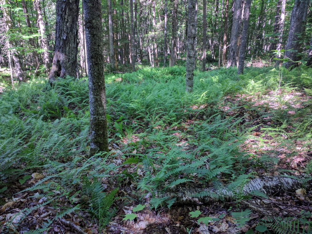 A healthy forest floor with native ferns, wildflowers and, in the foreground, some very young maple.