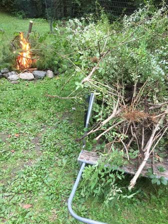 Invasive honeysuckle, barberry and buckthorn, getting ready to go up in flames at the family fire circle.