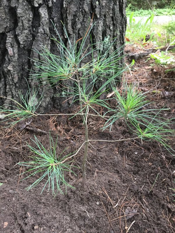a "Charlie Brown" white pine has been replanted where an invasive shrub honeysuckle was pulled out by the roots
