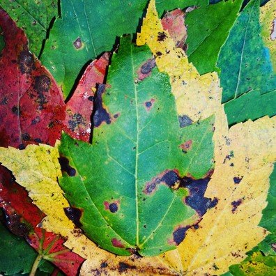 DIY Maple Syrup: Fall is the Best Time to Identify Maples!
