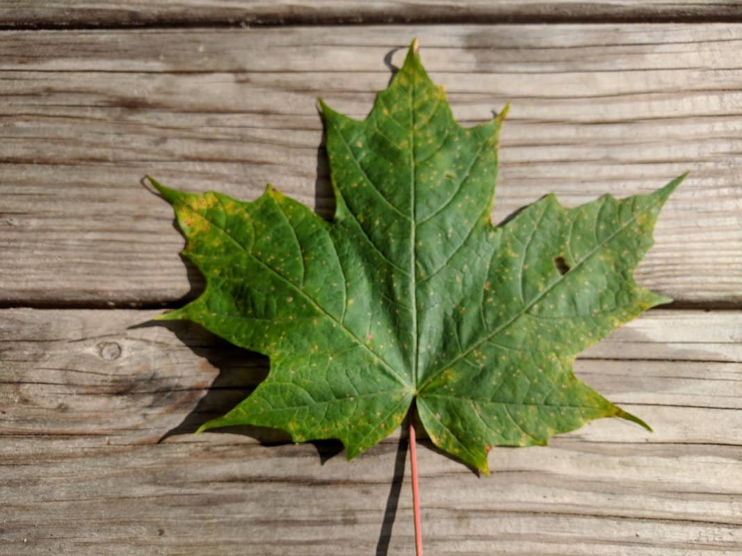sugar maple leaf on wood background