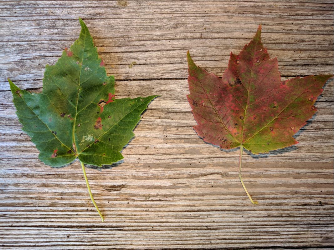 2 maple leaves on wood background