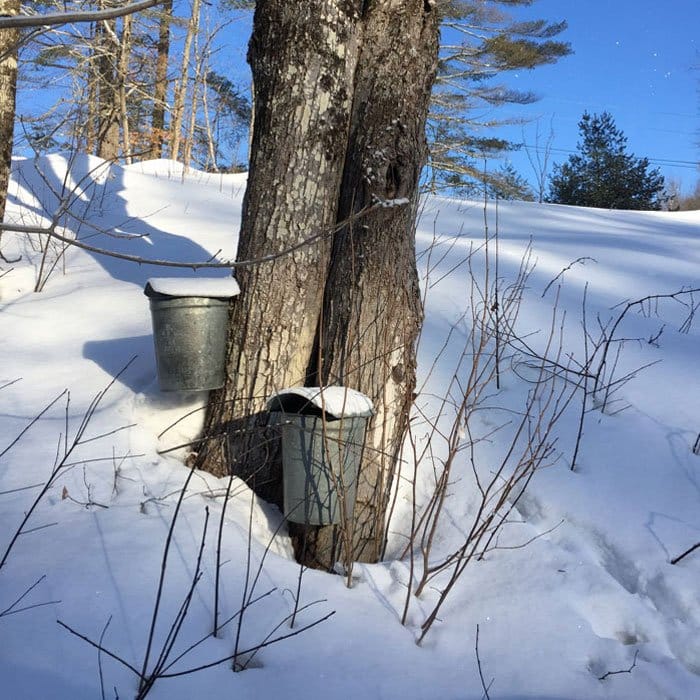 trees and tap buckets
