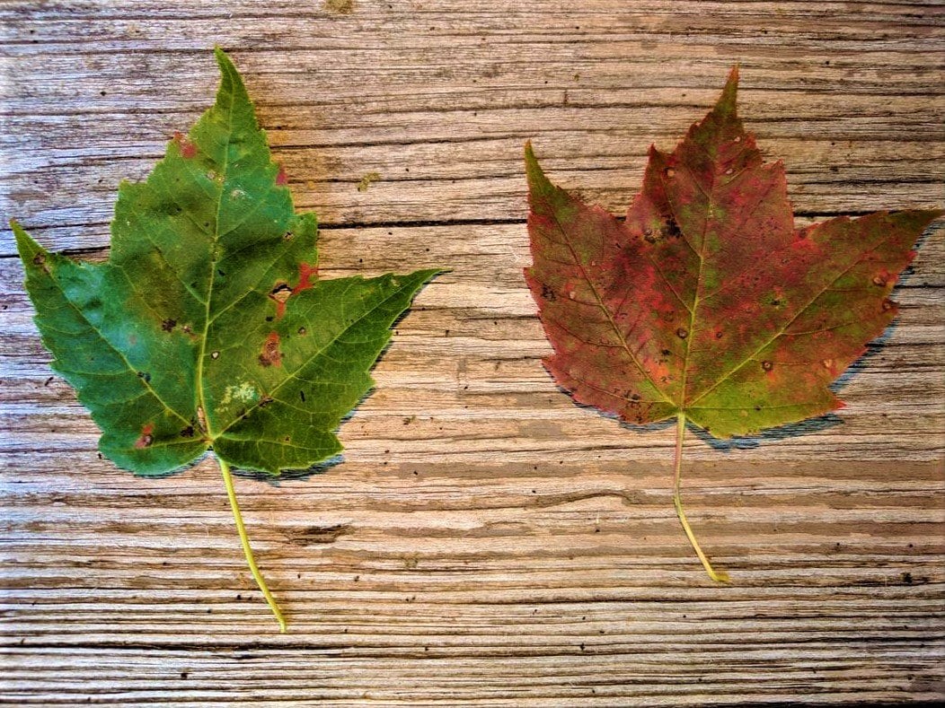 DIY Maple Syrup: Time to Identify Your Trees!
