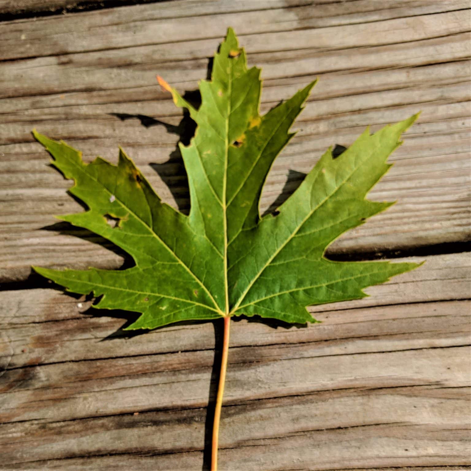 silver maple leaf prices