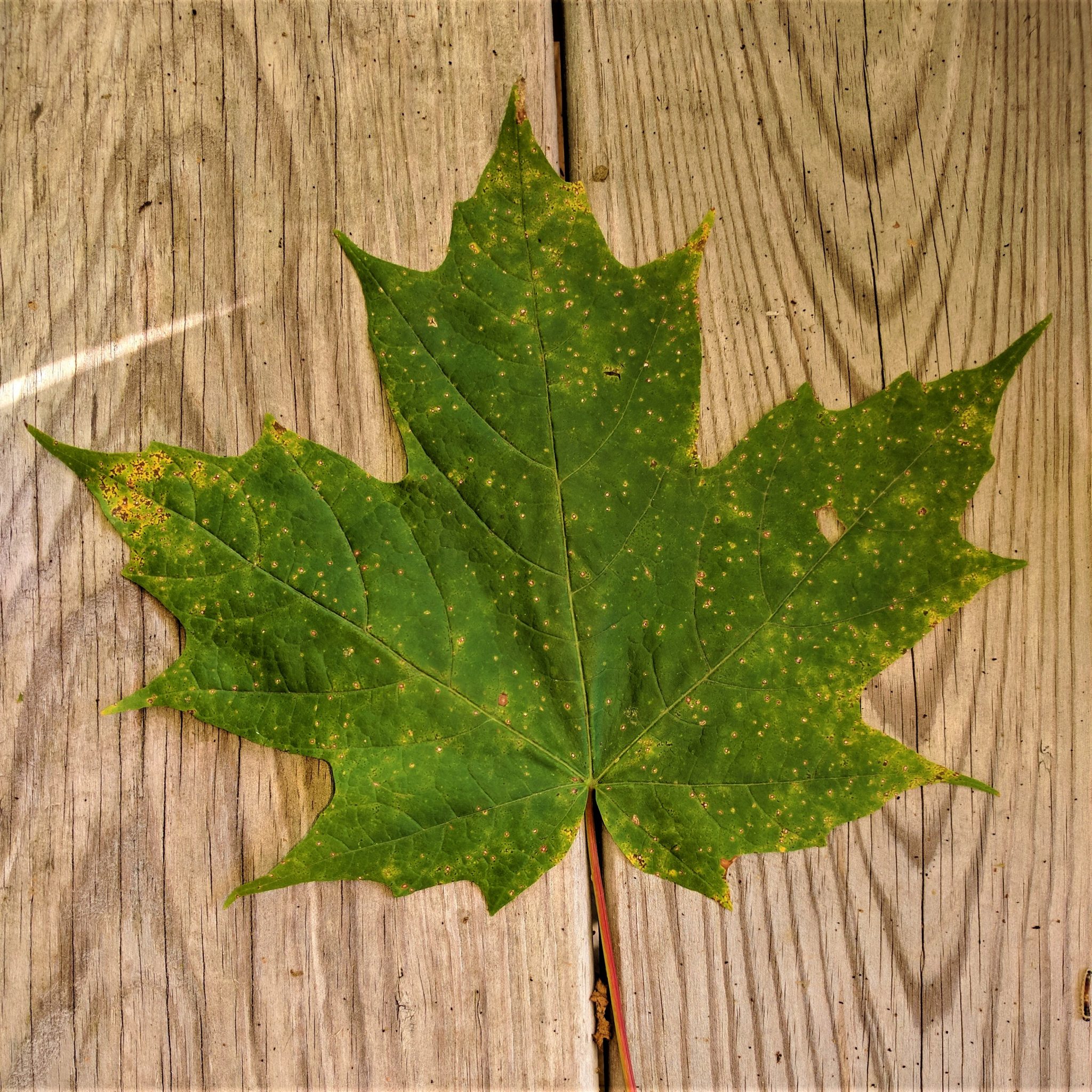 sugar maple leaf cross section