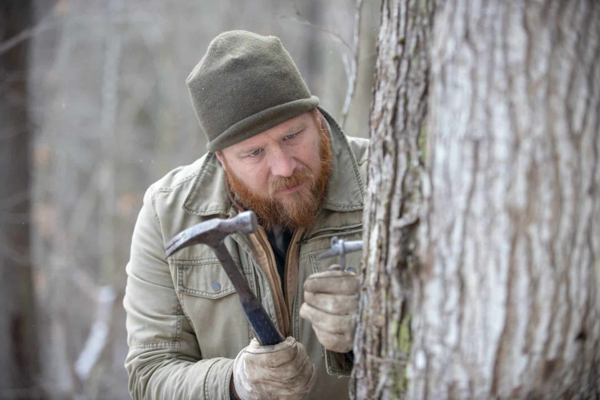 DIY Maple Syrup: How to Tap