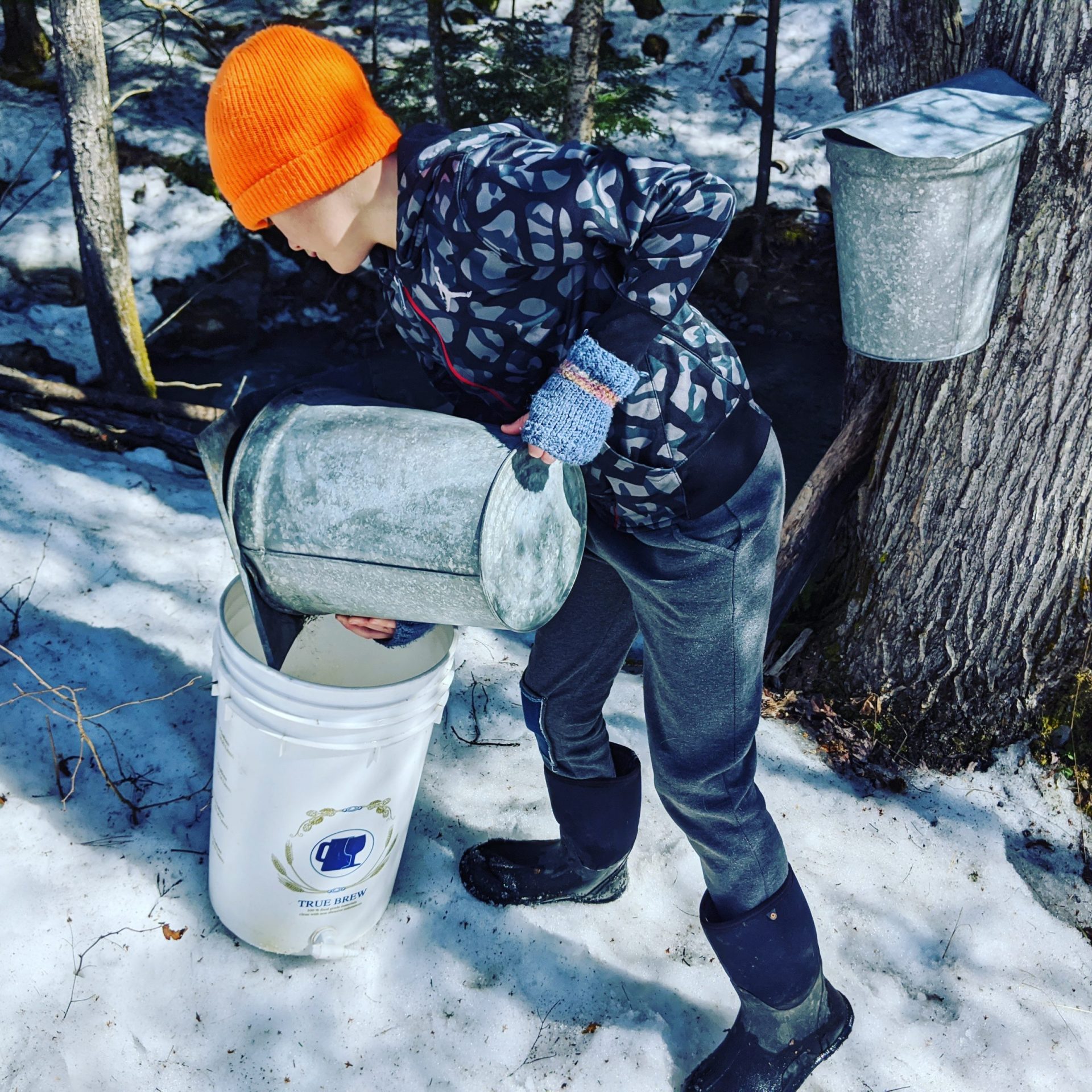 Kid collecting maple sap
