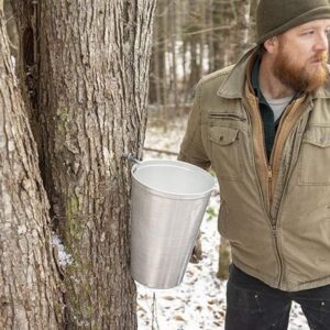 collecting maple sap