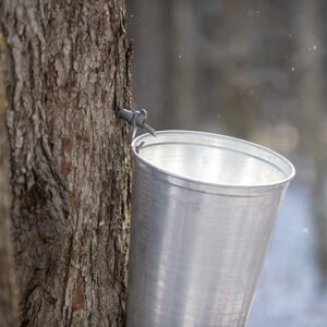maple sap bucket