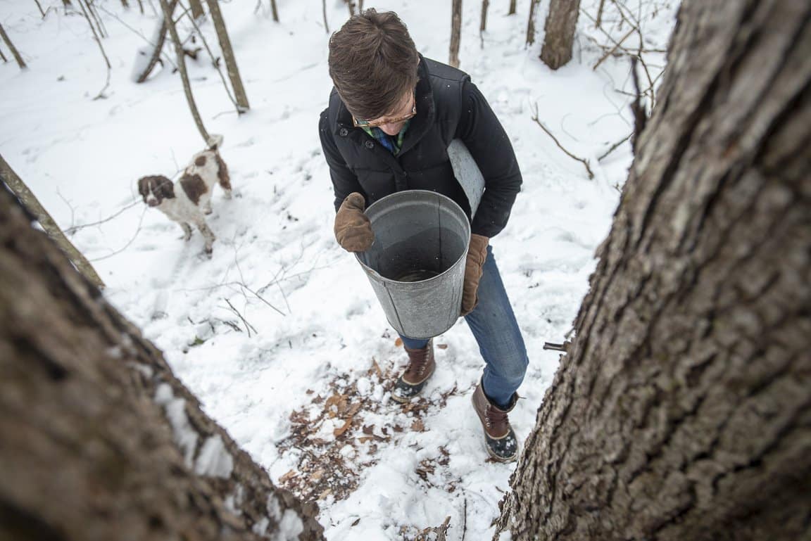 Collecting and Storing Sap for DIY Maple Syrup