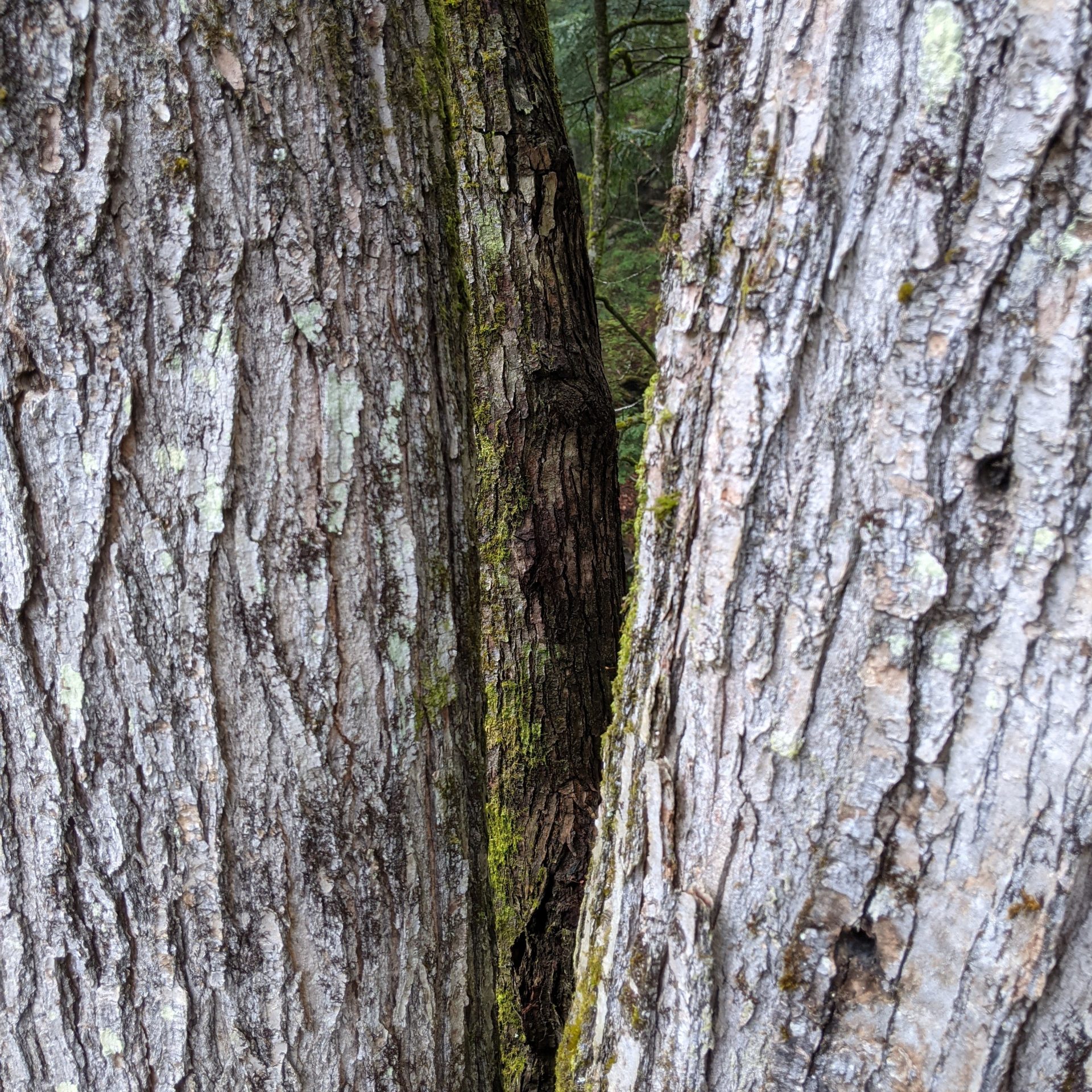 tap hole in a tree
