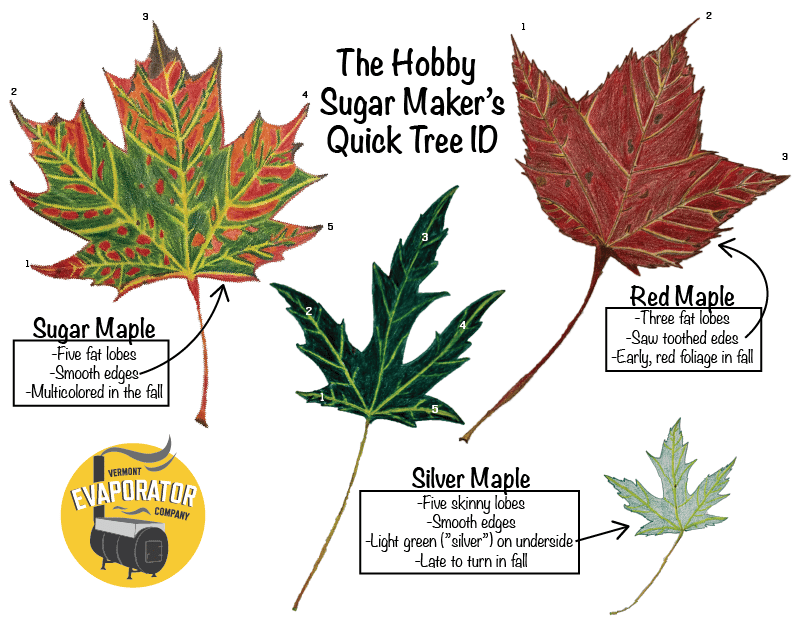 Maple Leaf Identification Guide