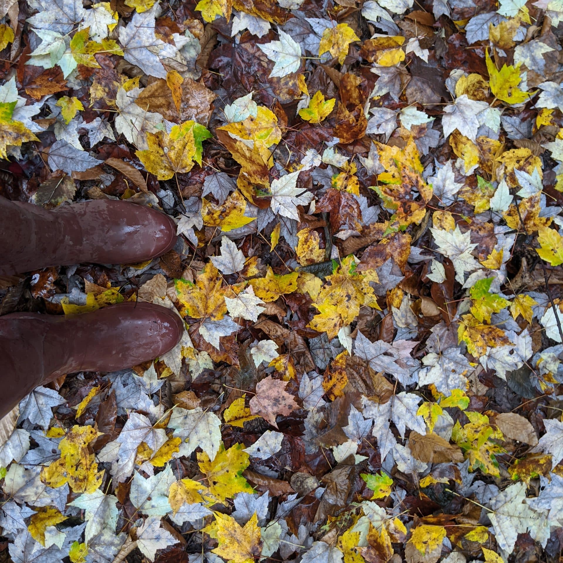 Wet leaves and rain boots