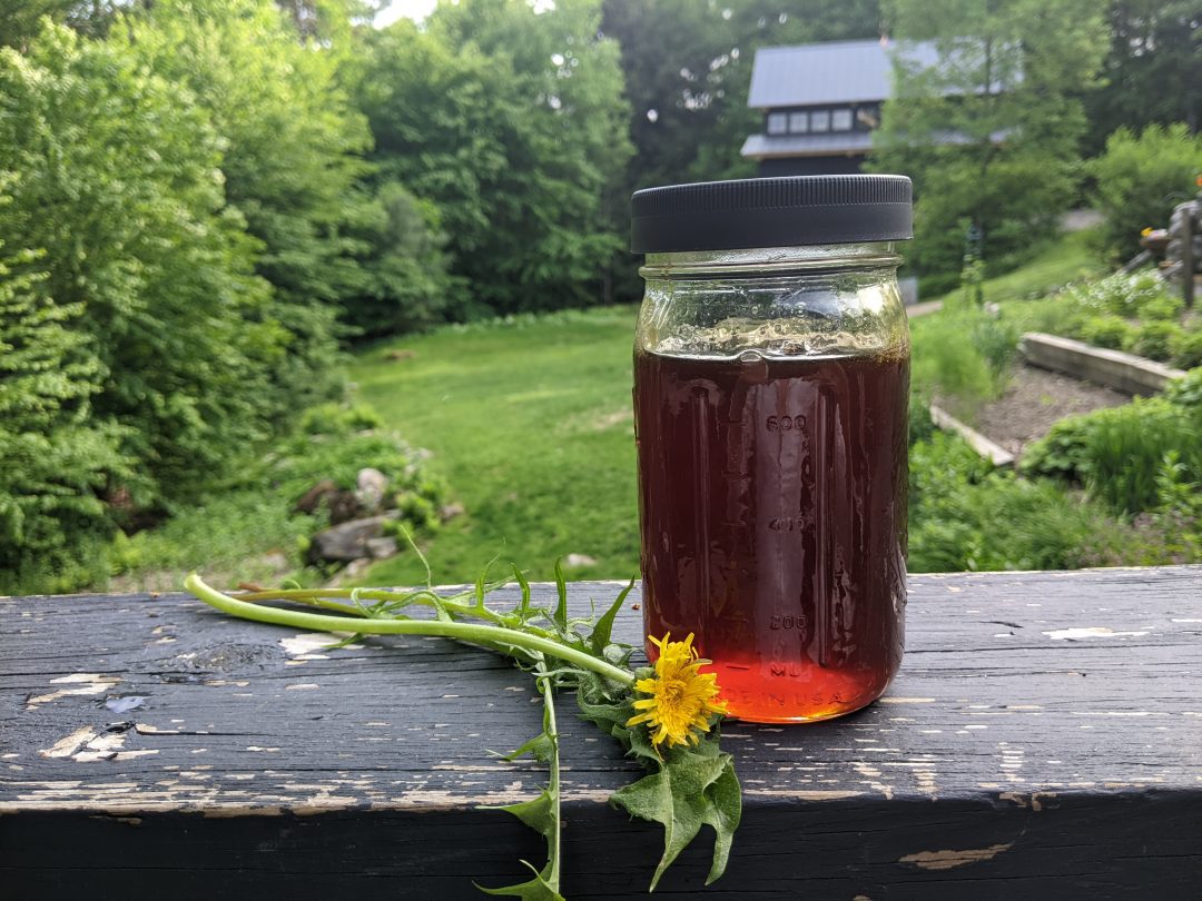 How to Make Dandelion Syrup Vermont Evaporator