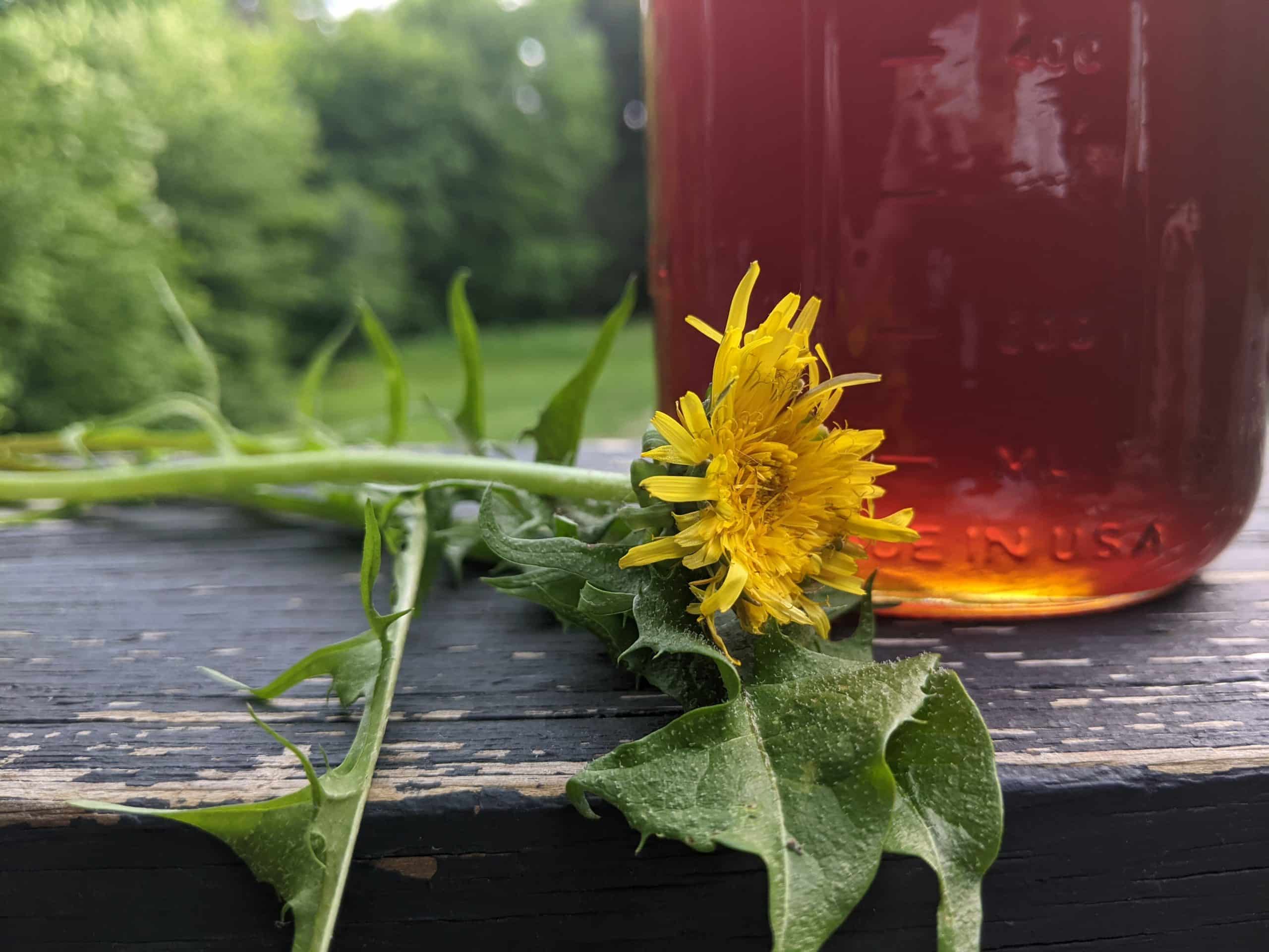 Beyond Maple: How to Make Dandelion Syrup
