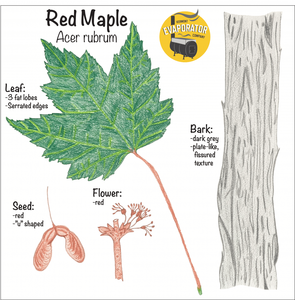 Identifying Maple Trees in Spring & Summer - Vermont Evaporator
