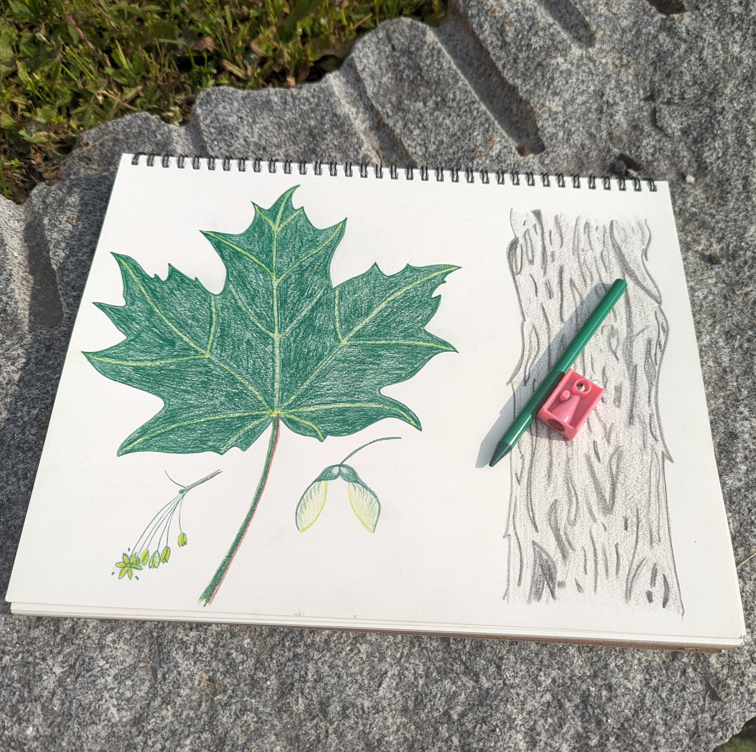 Sugar Maple Botanical Drawing in progress