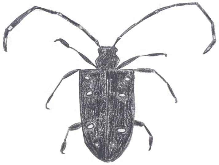 Asian Longhorn Beetle Drawing