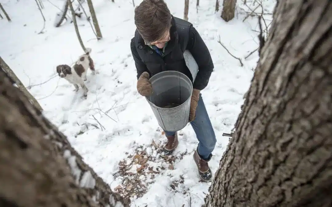How to Collect Maple Sap