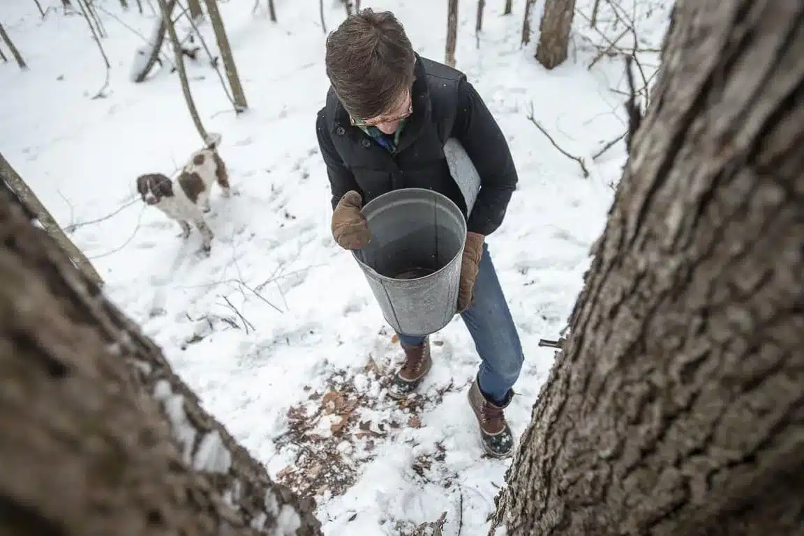 Person Collecting Maple Sap with Dog