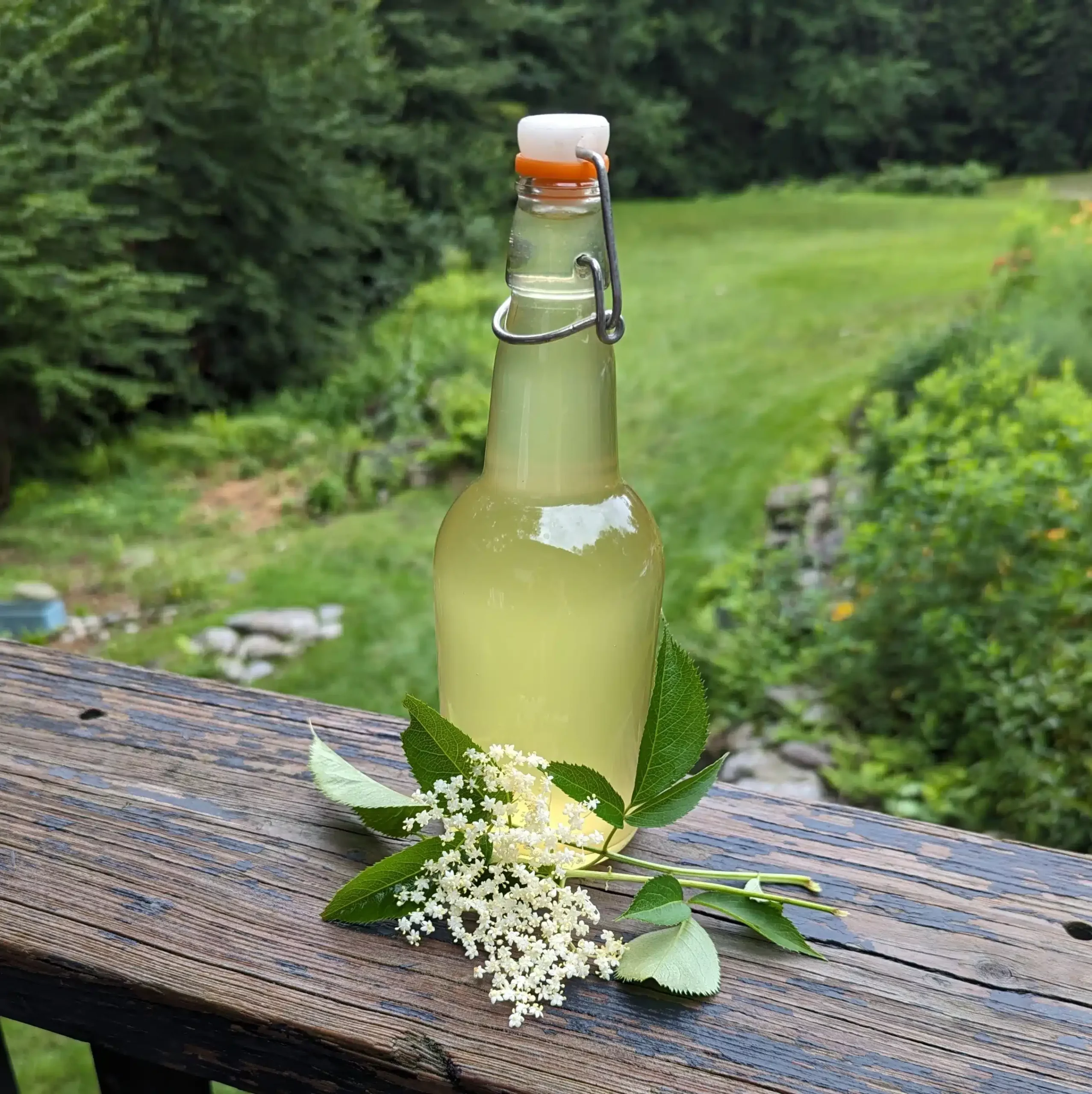 Elderflower syrup in a bottle with an elderflower.