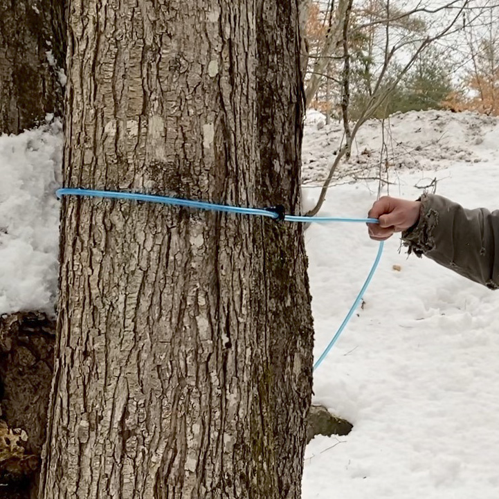 end of line hook and sap tubing around a tree 