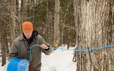 How to Run Lines for Maple Syrup