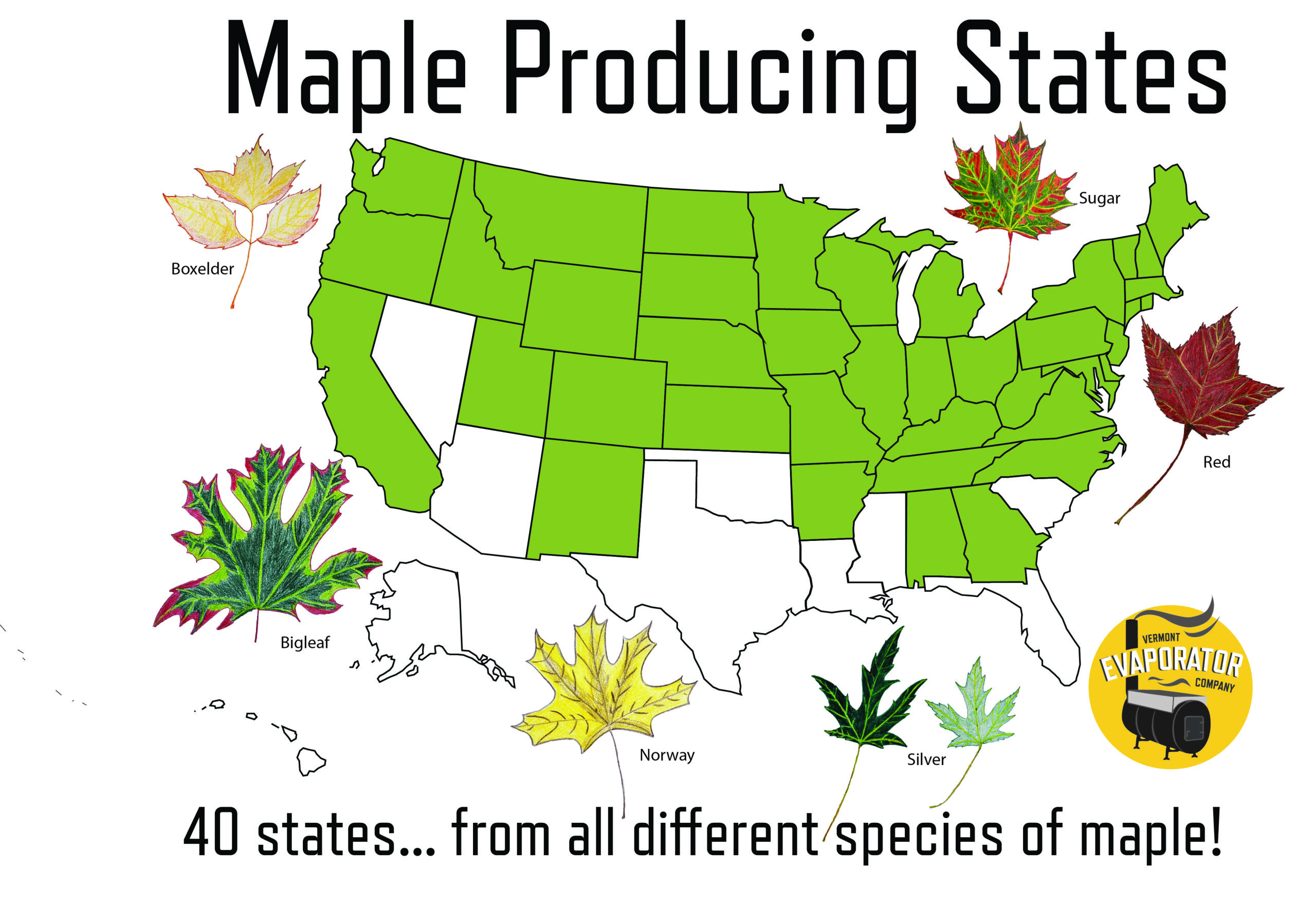 A map of the US showing maple producing states.