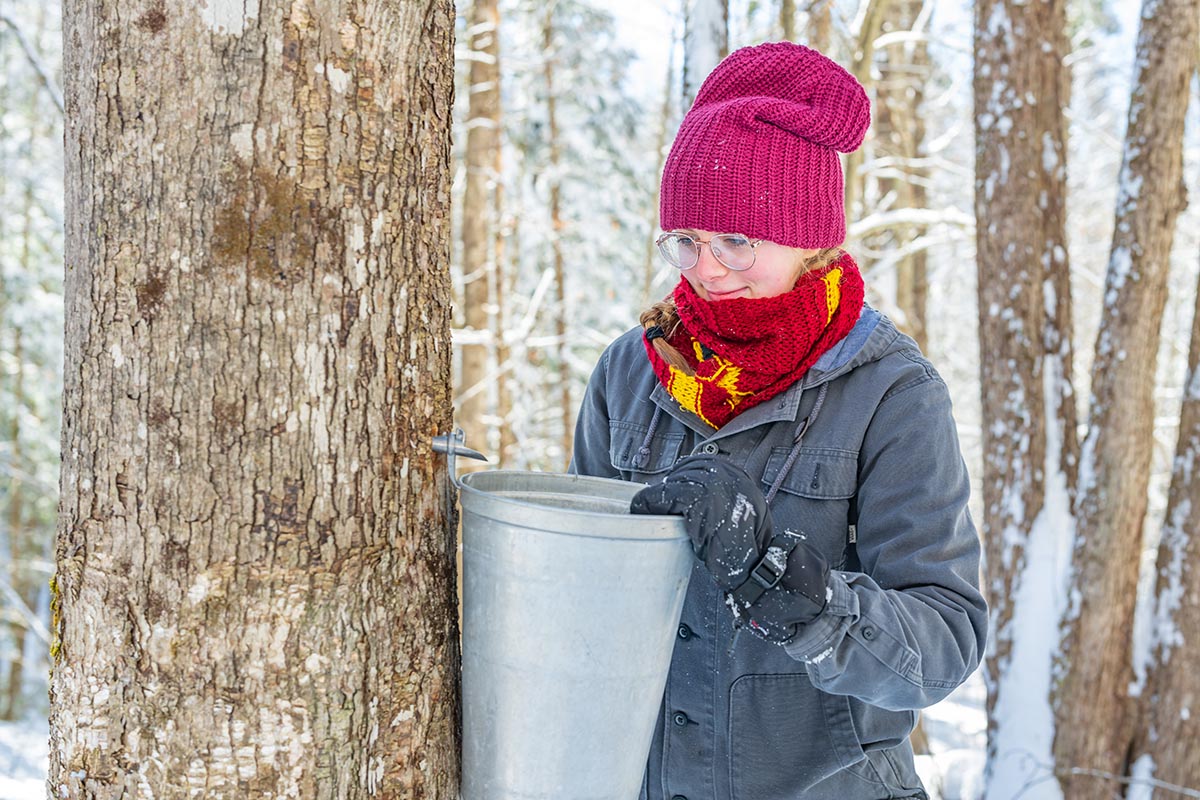 trees and tap buckets