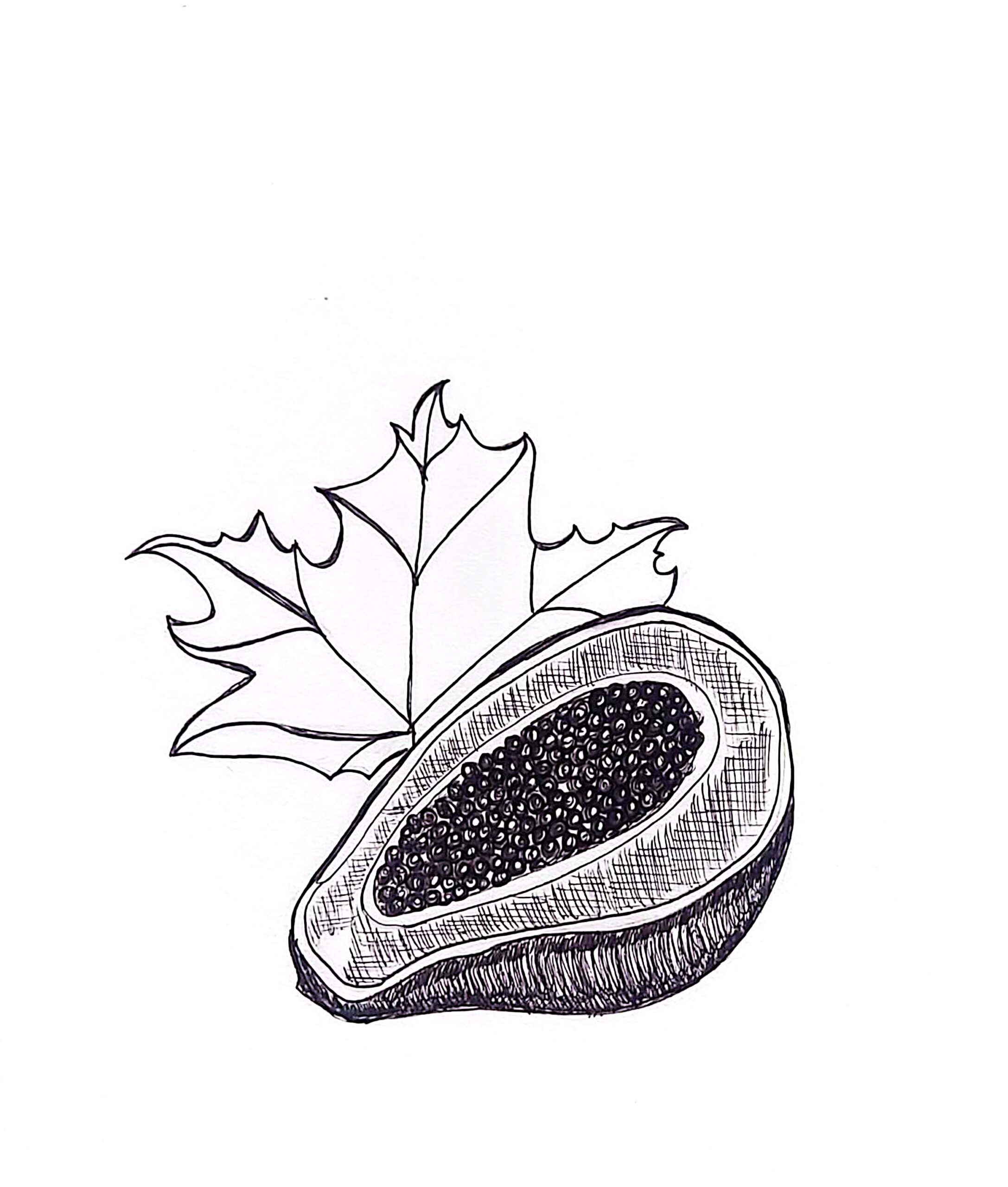 sketch of a maple leaf and pawpaw